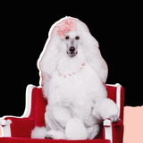 X Official Mascot
