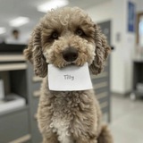 $TILLY - a16z AI Dog CTO