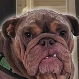 MY NEIGHBOURS DOG EDDIE