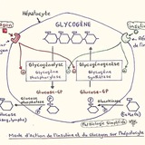 Le Monde de la Biochimie 🧪🧬🧫🦠