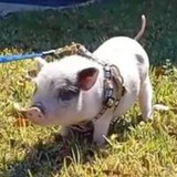 Justice For Piglets