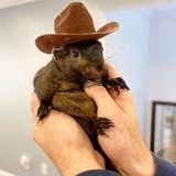 $PNUT - Peanut The Squirrel