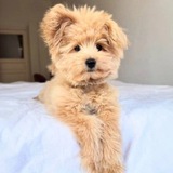 TOBBY