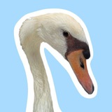 Lola the Swan Portal