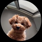 The most viral dog on Tiktok