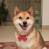 Akira | Elon Musk's Doge 🐶