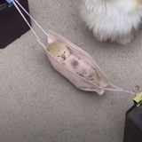 Котиковская глупенькость