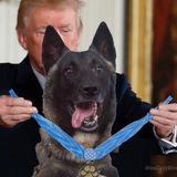 Official Trumps Favorite Dog ($CONAN)