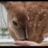 Baby The Deer