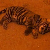 Bakso The Sumatran Tiger Cub CTO