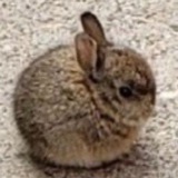 $BUN | CTO