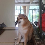 BallBall - The Cheems Dog