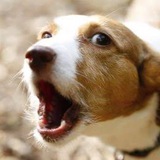 Woof