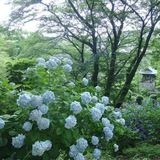 hydrangea