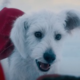 Krypto Superman's dog