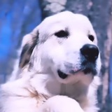 Pnut's Dog Portal