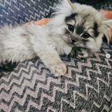 TORA