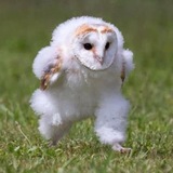 Running Barn Owl