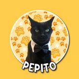 Pepito The Cat | ENTRY 😺