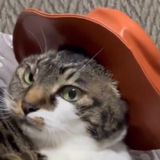 Cat Wif Hat (Chuchu) CTO