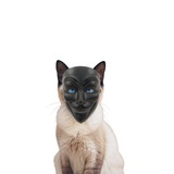 anonymous cat portal