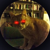 BITCOIN CAT $SASHA CTO
