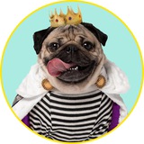 Doug the Pug Portal | $DOUG