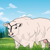 Donetto The Bull CTO
