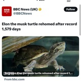 ELON THE MUSK TURTLE