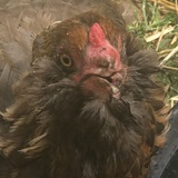 Alice the Chicken CTO ($ALICE)