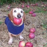 Apple on ETH portal
