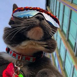 Bagel Sunglass Cat | $Bagel