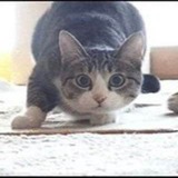 VINECAT - $WIGGLE | Most Viral Cat On Vine | Portal