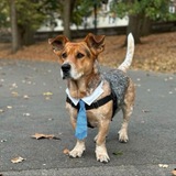 Simon The NYC Dog Mayor