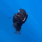 ANGLERFISH CHANNEL