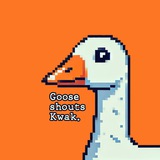 Goose shouts Kwak. CTO