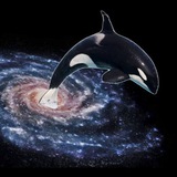 ShamuCTO - Orca Cult