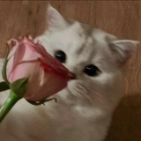 Супер котят 0.3💯