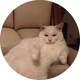 SofaCat $SOFAC