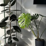 House of plants 🪴 Дом растений