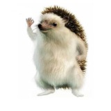 $SHRUB Elon’s Hedgehog