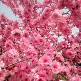 桃花外围🌸上海精选