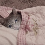 SadCat $SAD