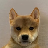 dogwifouthat portal