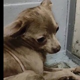 Той терьер из электрички найден и ДОМА❤️
