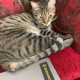 Binance the Cat | $BINANCE | BSC