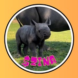 $ZINA - Baby Rhino Zina