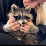 $FRED - Fred The Raccoon (CTO)