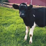 $LUCKY CTO (COW TAKING OFF)