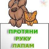 Дружок. Помощь бездомным животным Сузун